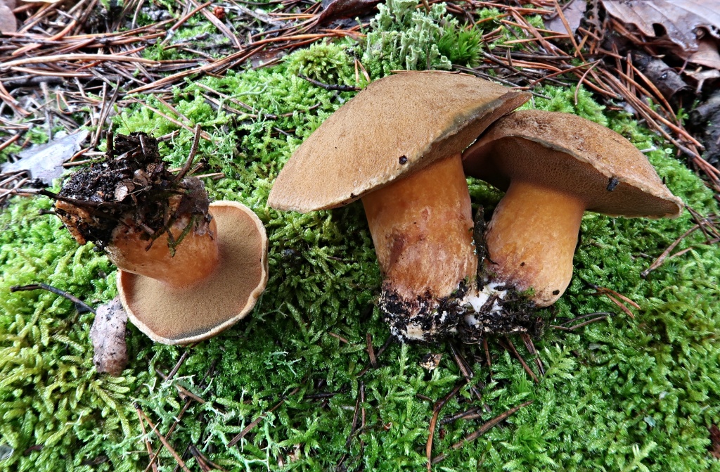 pro rozptýlení pochybností - modelka pro rok 2025 vypadá takto - Suillus variegatus pro rozptýlení pochybností - modelka pro rok 2025 vypadá takto - Suillus variegatus