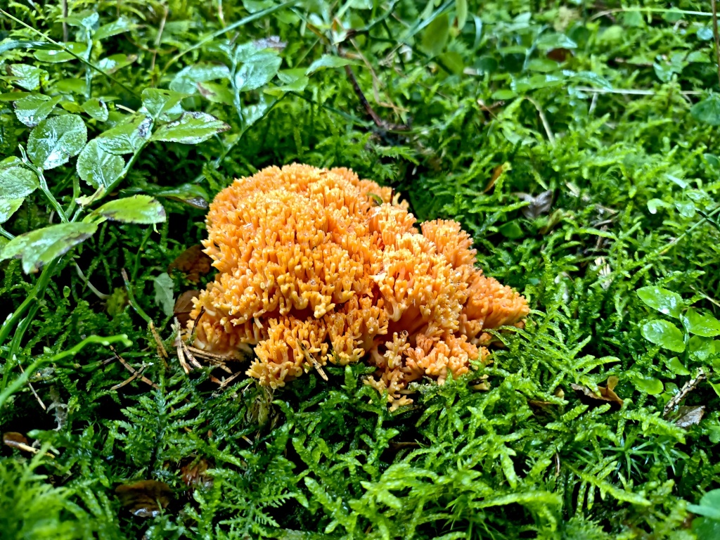 kuřátka horská (Ramaria largentii) - foto: Markéta Vlčková kuřátka horská (Ramaria largentii) - foto: Markéta Vlčková