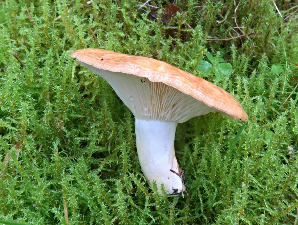 ryzec Bresadolův (Lactarius zonarioides) - foto: Markéta Vlčková ryzec Bresadolův (Lactarius zonarioides) - foto: Markéta Vlčková