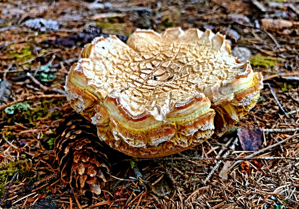 zmoklý přeschlý mutant (Boletus edulis) - foto: Markéta Vlčková zmoklý přeschlý mutant (Boletus edulis) - foto: Markéta Vlčková