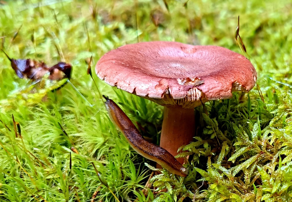 nech ten ryzec prevíte (Lactarius rufus) - foto: Markéta vlčková nech ten ryzec prevíte (Lactarius rufus) - foto: Markéta vlčková