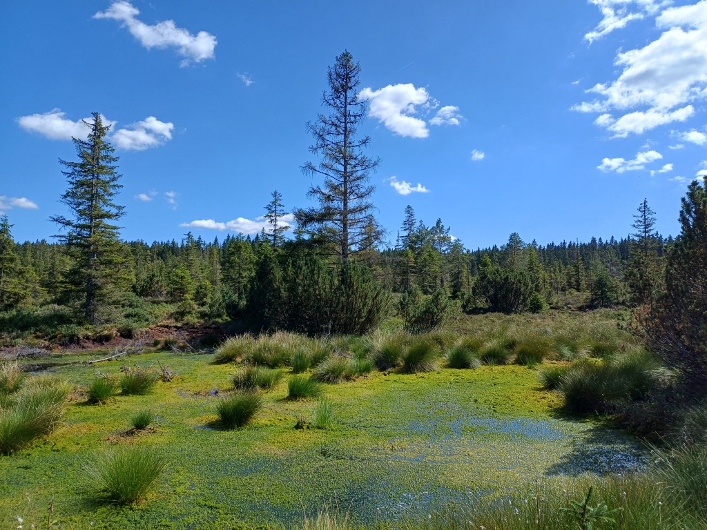 Národní park Šumava ne až tak po ránu - foto: Klárka Národní park Šumava ne až tak po ránu - foto: Klárka