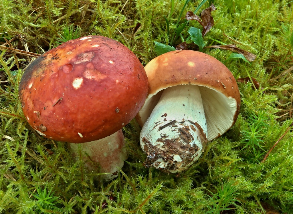 holubinka jahodová (Russula paludosa) - foto: Markéta Vlčková holubinka jahodová (Russula paludosa) - foto: Markéta Vlčková