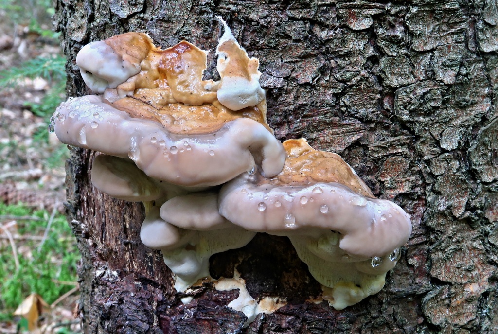 troudnatec pásovaný (Fomitopsis pinicola) - foto: Markéta Vlčková troudnatec pásovaný (Fomitopsis pinicola) - foto: Markéta Vlčková