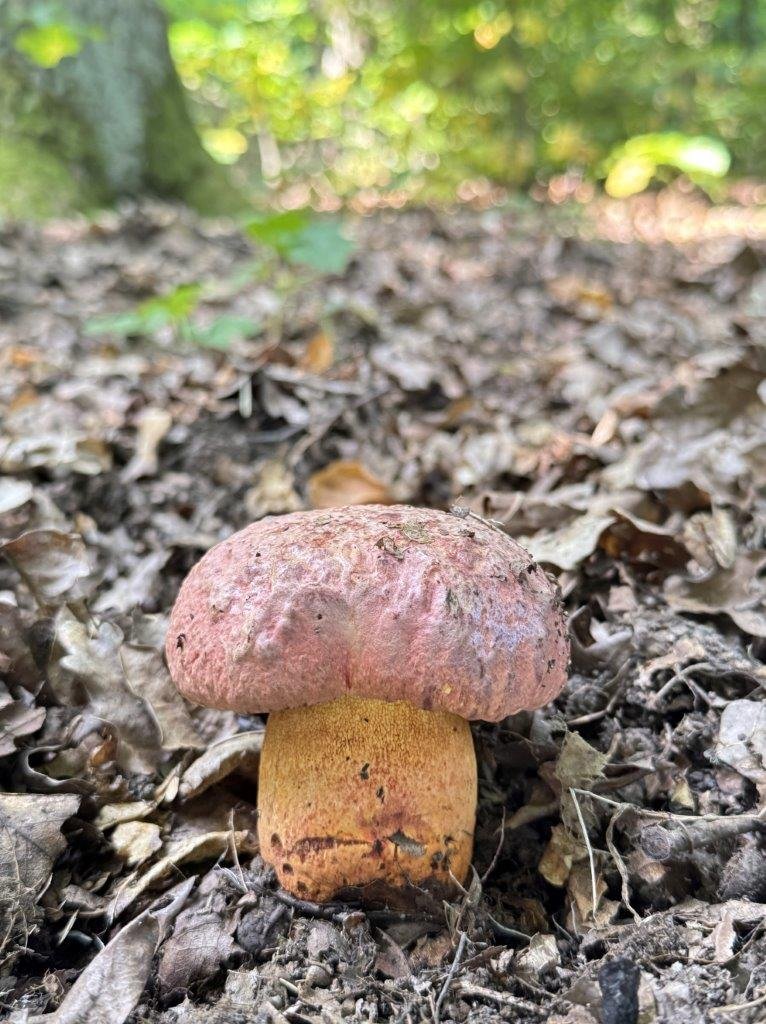 Hřib rudonachový - foto: Aleš Vít Hřib rudonachový - foto: Aleš Vít