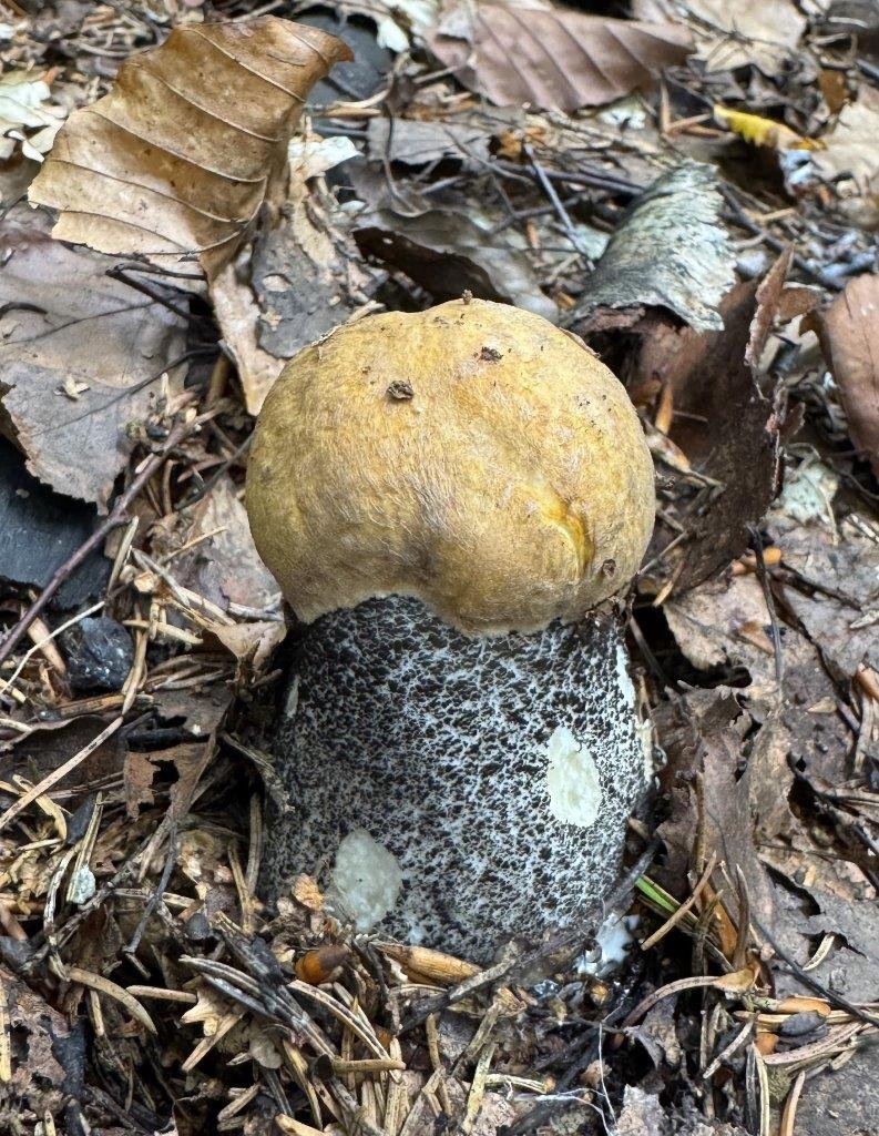 Křemenáč březový - foto: Aleš Vít Křemenáč březový - foto: Aleš Vít