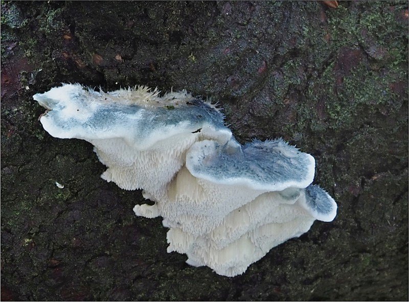 Bělochoroš modravý - foto: Věra Hyráková Bělochoroš modravý - foto: Věra Hyráková