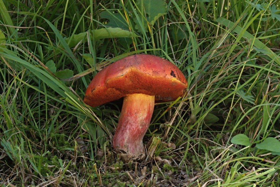 Hřib Dupainův - foto: Ladislav Špeta Hřib Dupainův - foto: Ladislav Špeta