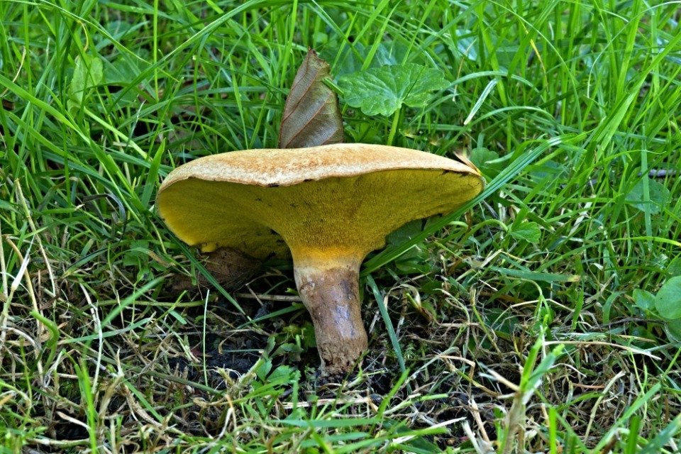 Podloubník siný - foto: Ladislav Špeta Podloubník siný - foto: Ladislav Špeta