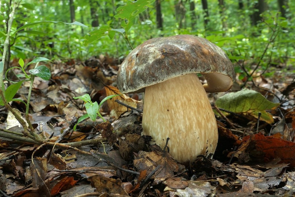 Hřib bronzový - foto: Petr Souček Hřib bronzový - foto: Petr Souček