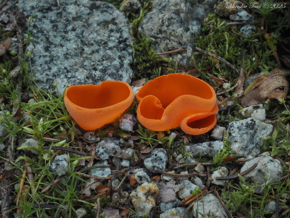 Mísenka oranžová - foto: Miroslav Tauš Mísenka oranžová - foto: Miroslav Tauš