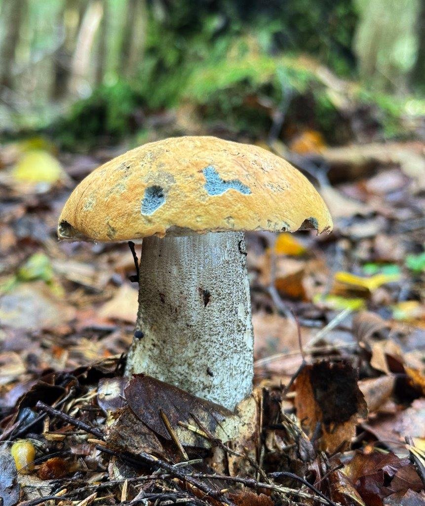 Křemenáč březový - foto: Aleš Vít Křemenáč březový - foto: Aleš Vít