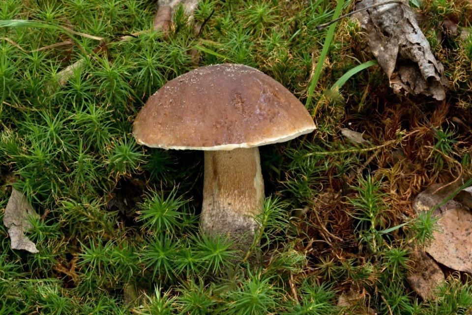 Hřib dubový - foto: Ladislav Špeta Hřib dubový - foto: Ladislav Špeta