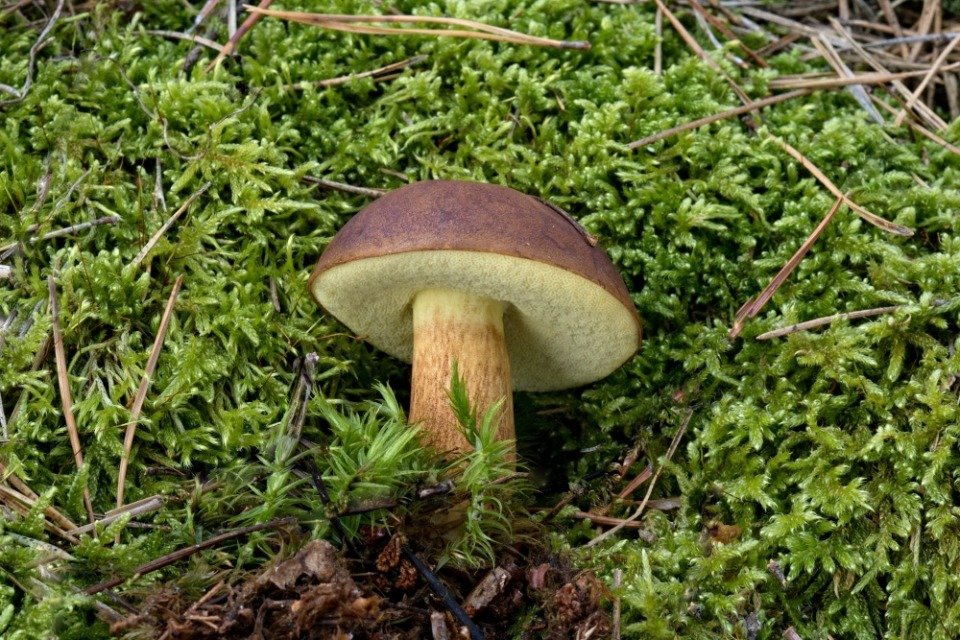 Hřib hnědý - foto: Ladislav Špeta Hřib hnědý - foto: Ladislav Špeta