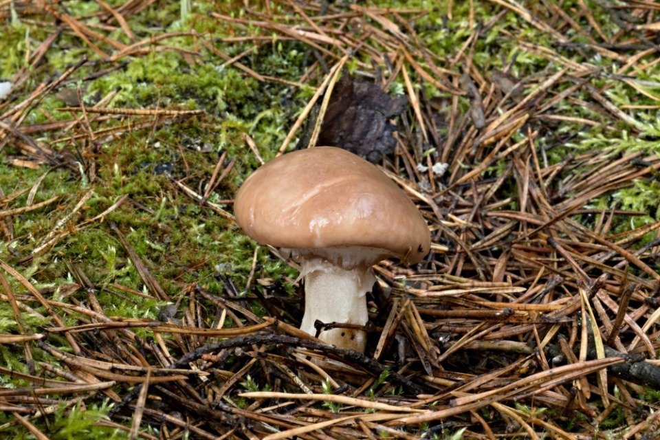 Klouzek obecný - foto: Ladislav Špeta Klouzek obecný - foto: Ladislav Špeta