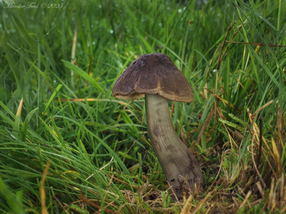 Voskovka ovčí - foto: Miroslav Tauš Voskovka ovčí - foto: Miroslav Tauš