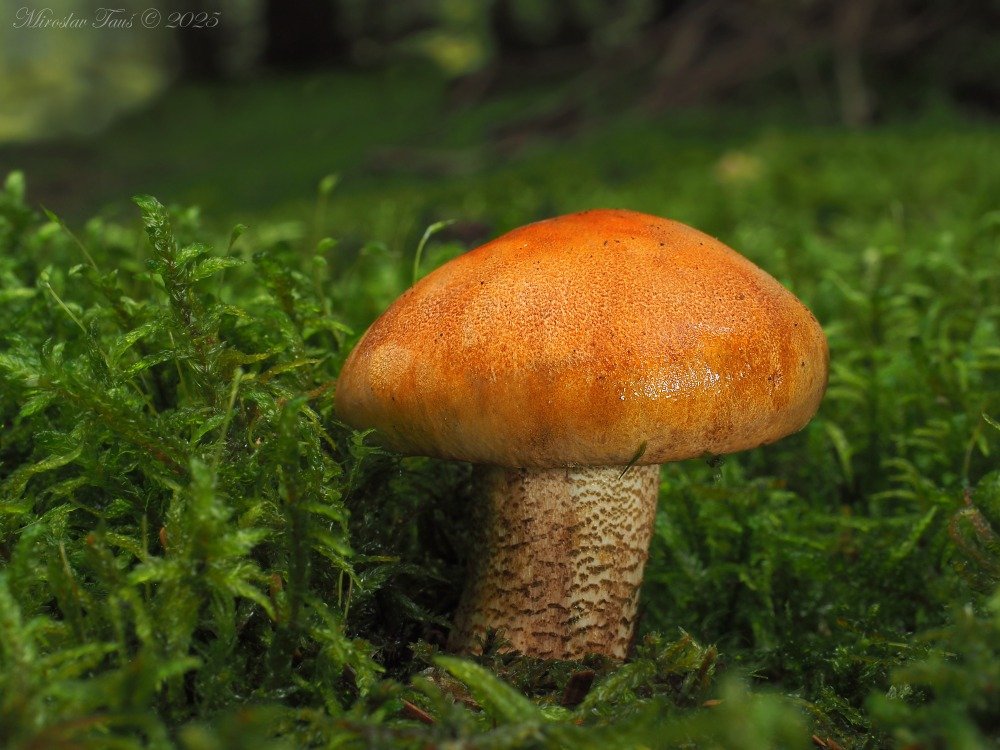 Čirůvka oranžová - foto: Miroslav Tauš Čirůvka oranžová - foto: Miroslav Tauš