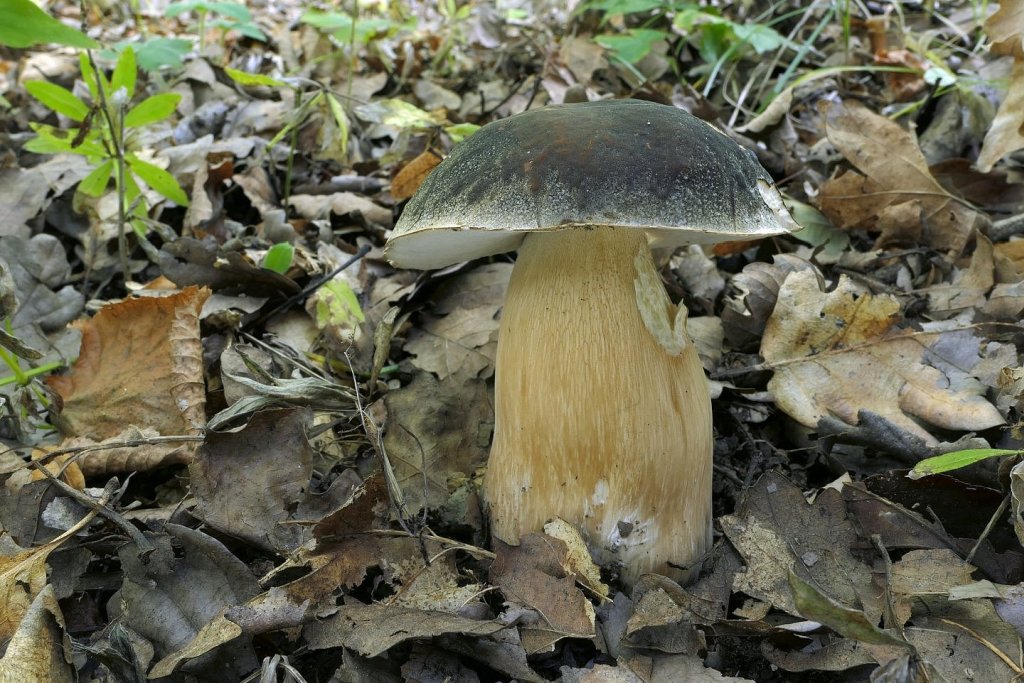 Hřib bronzový - foto: Petr Souček Hřib bronzový - foto: Petr Souček
