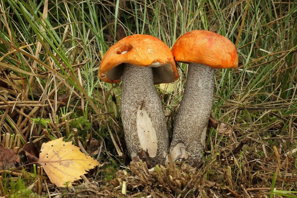 Křemenáč březový - foto: Petr Souček Křemenáč březový - foto: Petr Souček