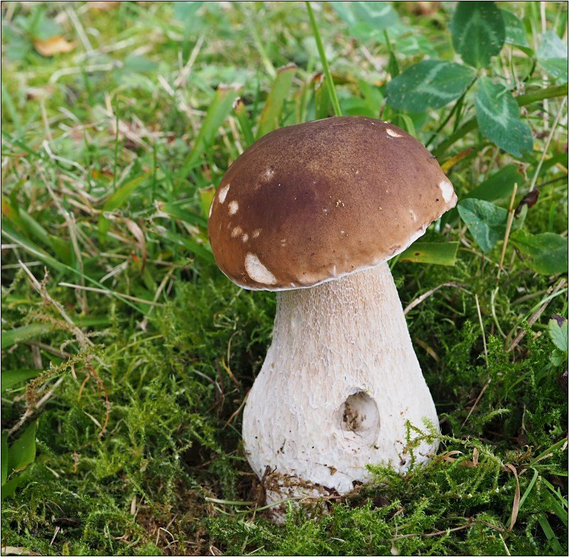 Hřib smrkový - foto: Věra Hyráková Hřib smrkový - foto: Věra Hyráková