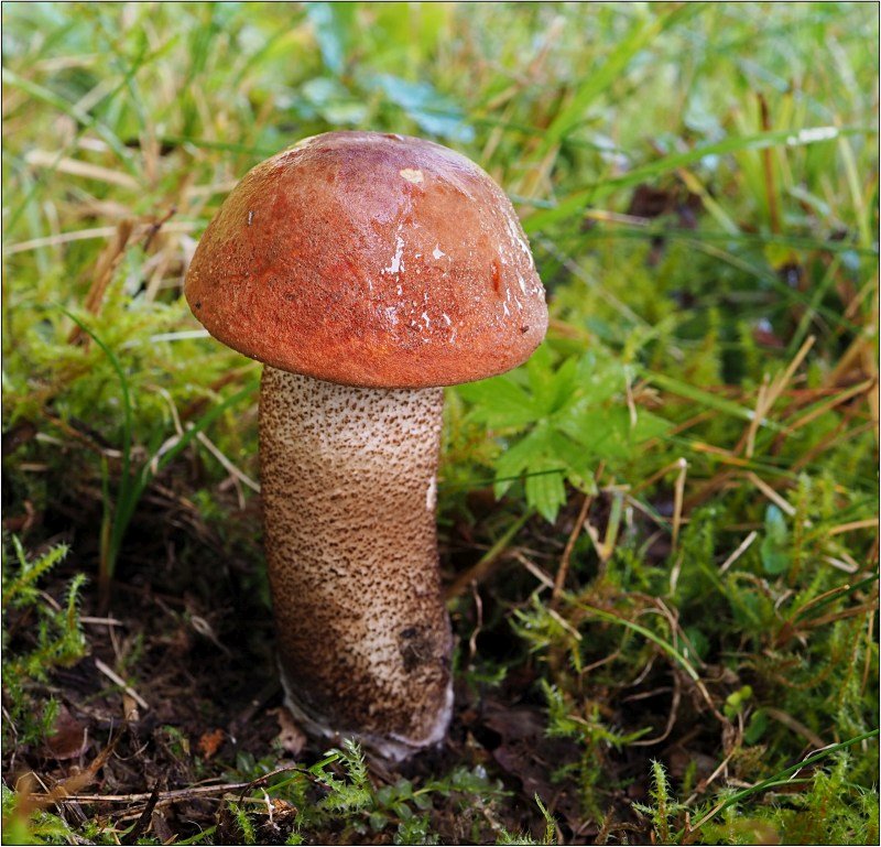 Křemenáč krvavý - foto: Věra Hyráková Křemenáč krvavý - foto: Věra Hyráková