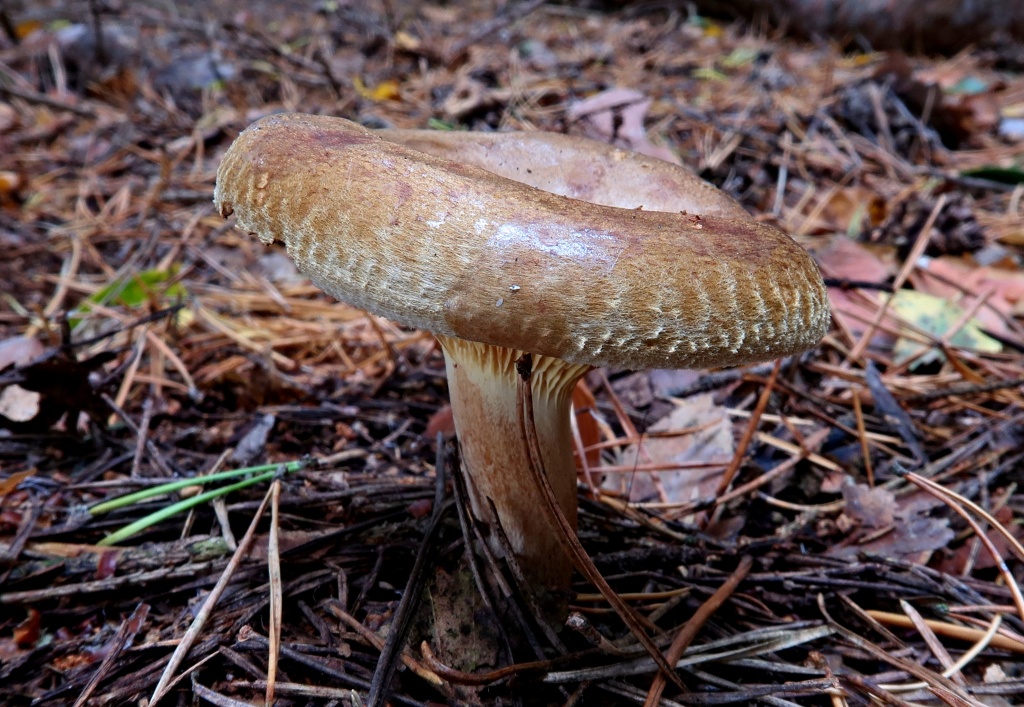 čechratka podvinutá (Paxillus involutus) - foto: Markéta Vlčková čechratka podvinutá (Paxillus involutus) - foto: Markéta Vlčková