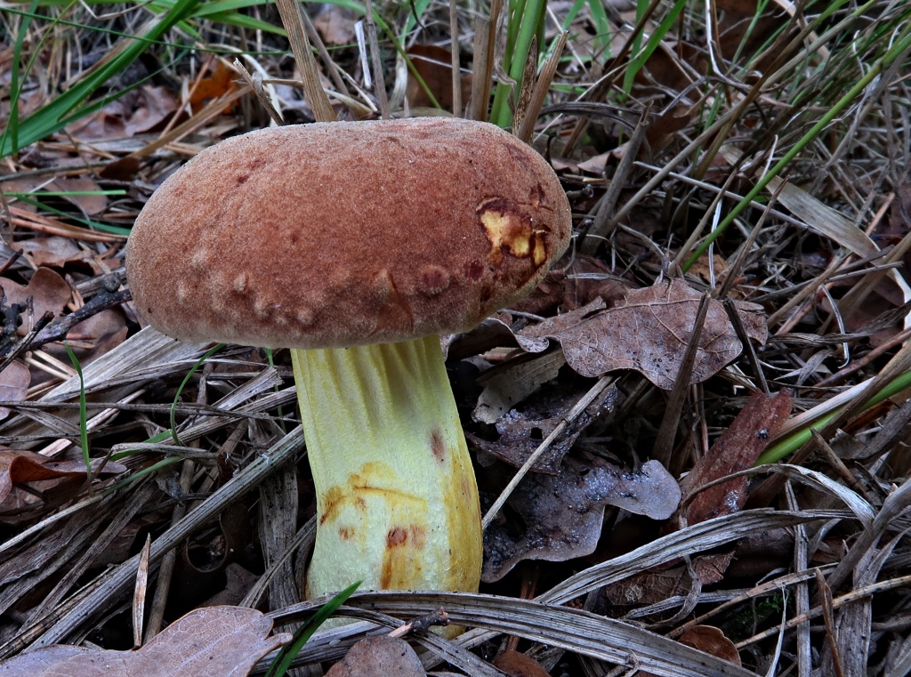 hřib plstnatý (Xerocomus subtomentosus) - foto: Markéta Vlčková hřib plstnatý (Xerocomus subtomentosus) - foto: Markéta Vlčková