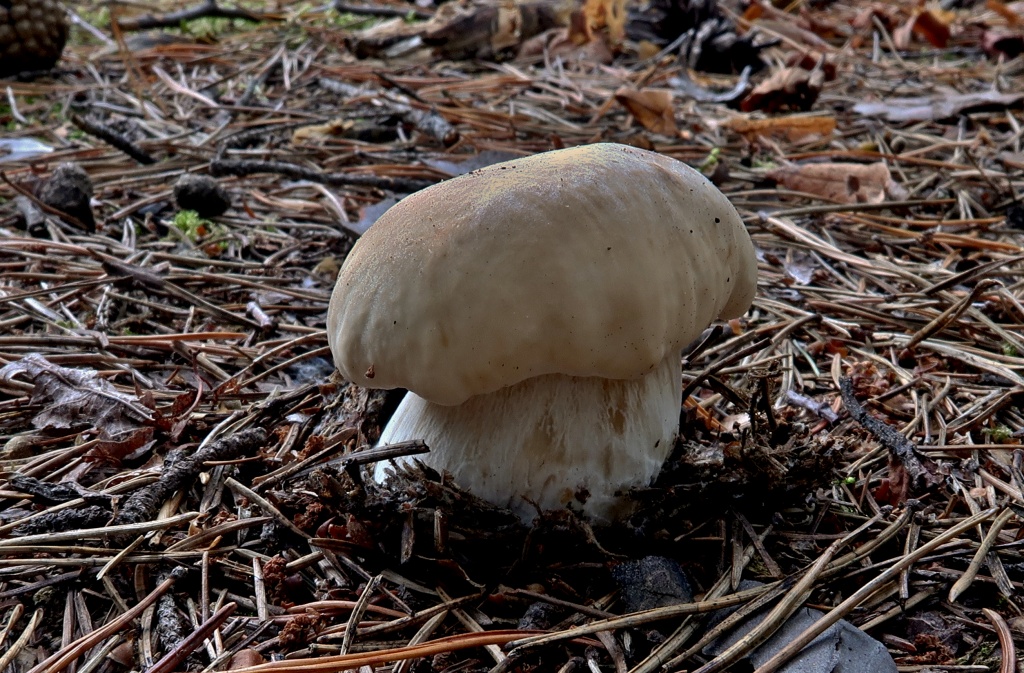 hřib smrkový (Boletus edulis) - foto: Markéta Vlčková hřib smrkový (Boletus edulis) - foto: Markéta Vlčková