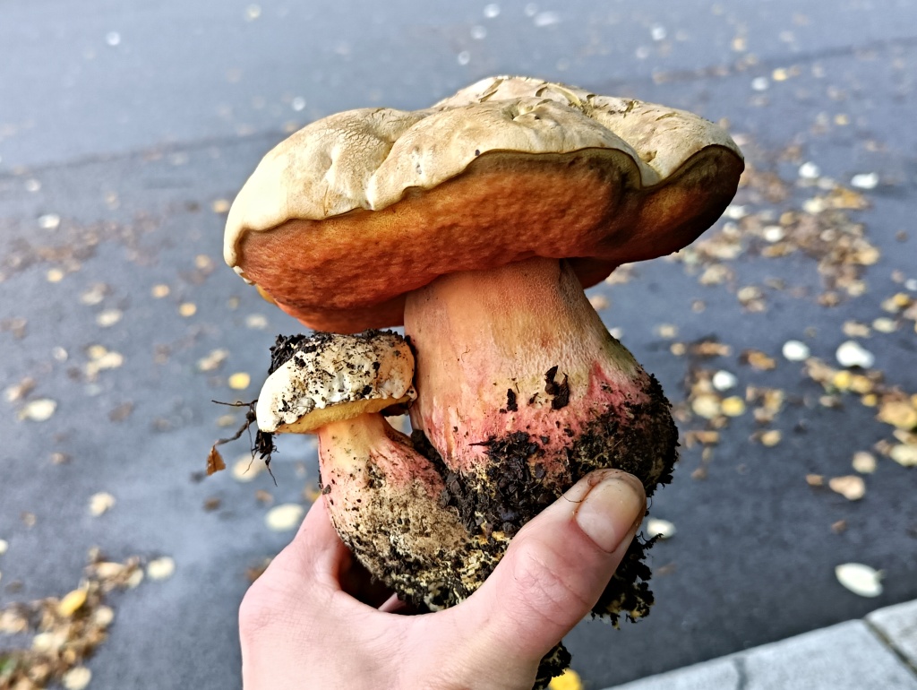 PROMO satan se smutným osudem - foto: Markéta Vlčková PROMO satan se smutným osudem - foto: Markéta Vlčková