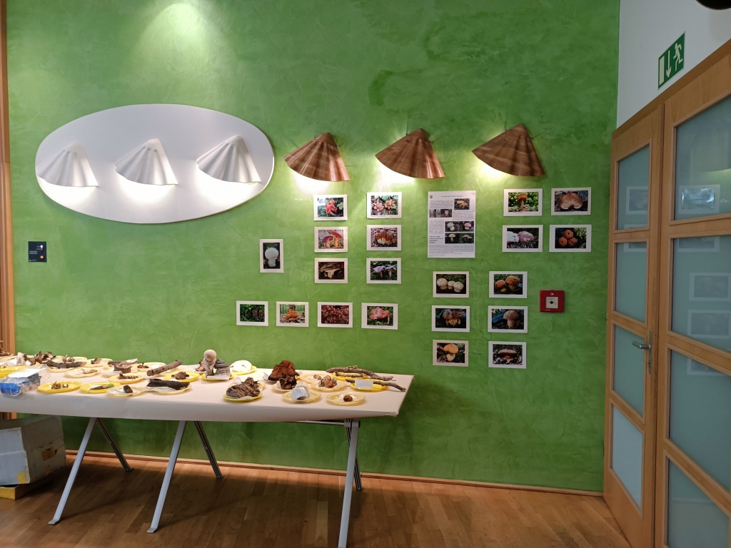 prezentace fotografií vzácných hub - foto: Markéta Vlčková prezentace fotografií vzácných hub - foto: Markéta Vlčková