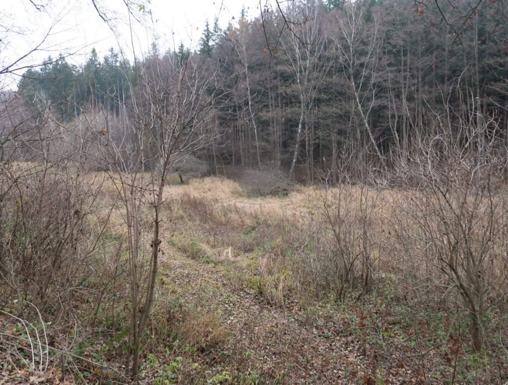 Co myslíte, rostou i v této depresivní krajině? Co myslíte, rostou i v této depresivní krajině?