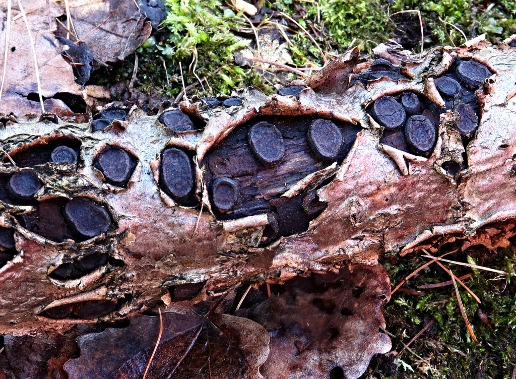 Dozvíte se, zda na Broumovsku rostou třeba káčovky Dozvíte se, zda na Broumovsku rostou třeba káčovky