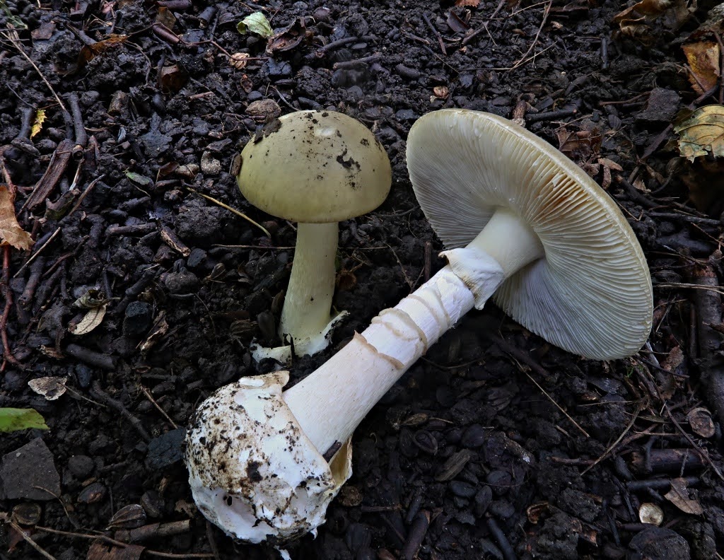 muchomůrka zelená (Amanita phalloides) muchomůrka zelená (Amanita phalloides)
