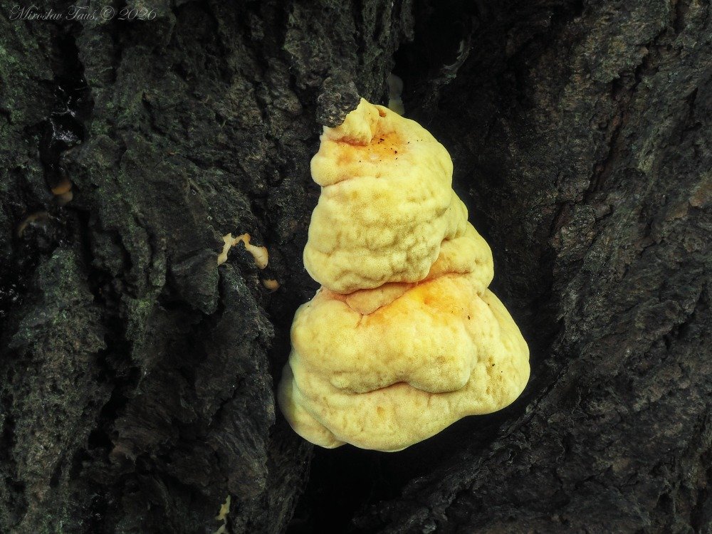 Laetiporus sulphureus s. l. (S�rovec �lutooran�ov�) - foto: Miroslav Tau�