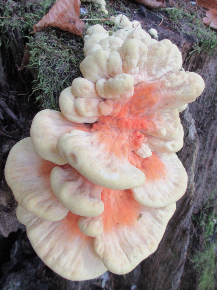 Laetiporus sulphureus s. l. (S�rovec �lutooran�ov�) - foto: Zden�k H�jek