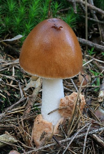 Martin K - muchomrka plav