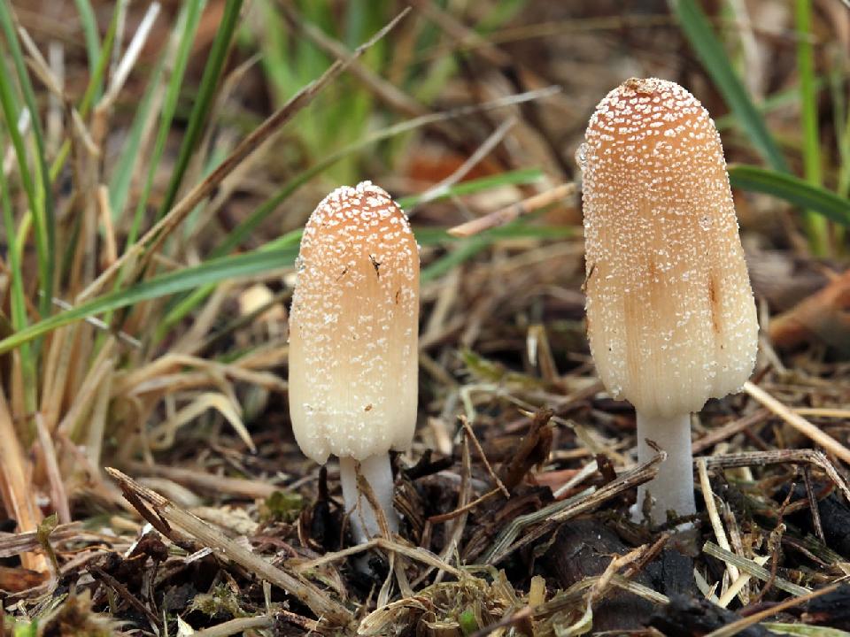 Coprinellus hnojník myko.cz