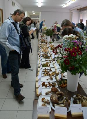 Public fungi exhibition