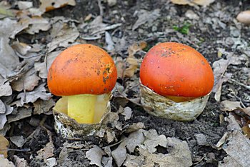 muchomrka csaka (Amanita caesarea)