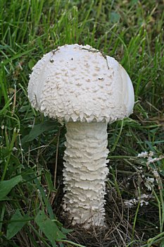 muchomrka Vittadiniho (Amanita vittadinii)