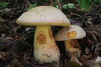 hib Fechtnerv (Boletus fechtneri)