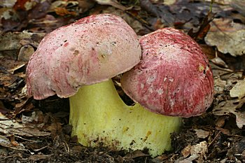 hib krlovsk (Boletus regius)