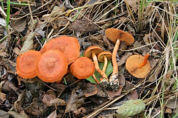 pavuinec bainn (Cortinarius uliginosus)