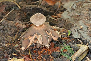 hvzdovka Berkeleyova (Geastrum berkeleyi)