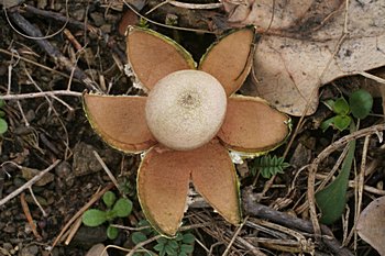 hvzdovka Pouzarova (Geastrum pouzarii)