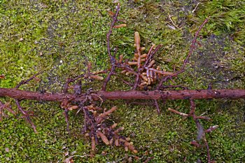mykorhizy holubinky hlínožluté (Russula ochroleuca) na kořenech smrku