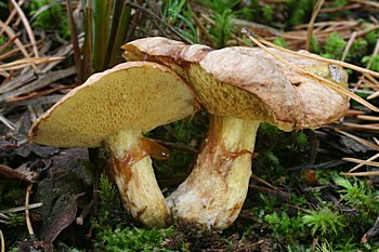 klouzek lutav (Suillus flavidus)