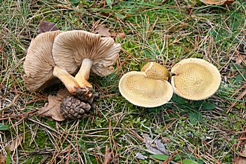 irvka Joachimova (Tricholoma joachimii)