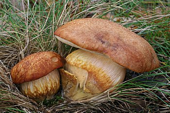 hib moravsk (Boletus moravicus)