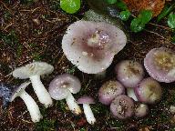 Russula cavipes 